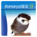 kanaryasesi android application logo